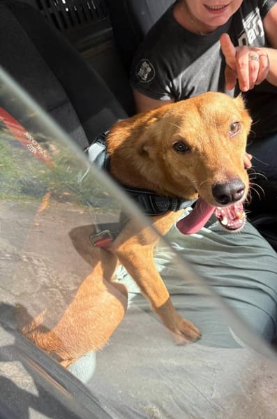 Zéri, femelle berger créole, née le 01/01/2024