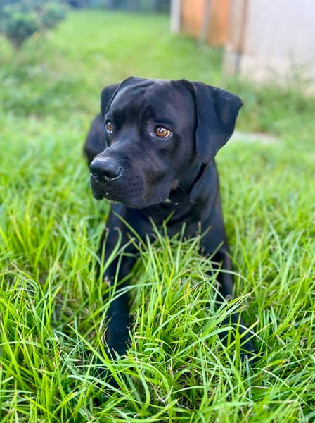 Tito, mâle croisé berger, né le 10/02/2022 🐶