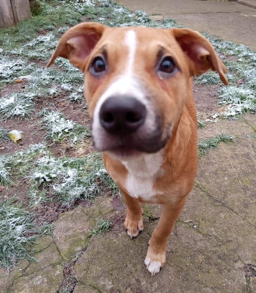 🐶Spooky, mâle croisé berger, né le 15/06/2025