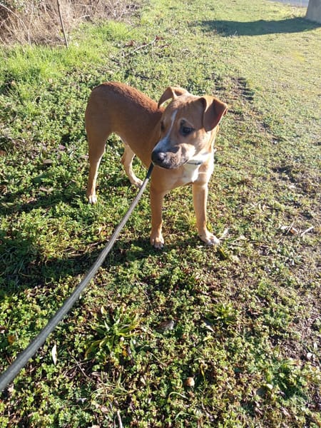 🐶Spooky, mâle croisé berger, né le 15/06/2025