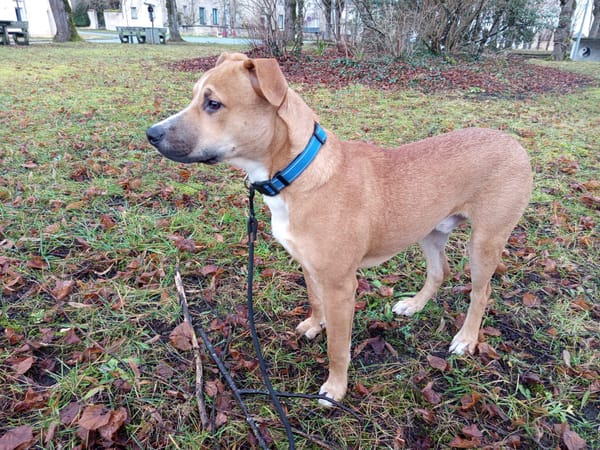 🐶Spooky, mâle croisé berger, né le 15/06/2025