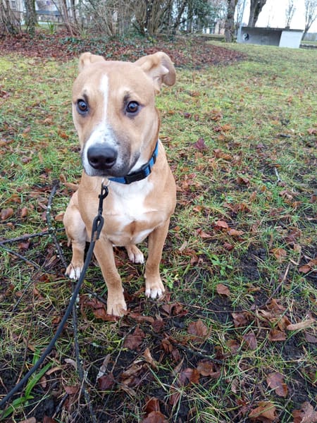 🐶Spooky, mâle croisé berger, né le 15/06/2025