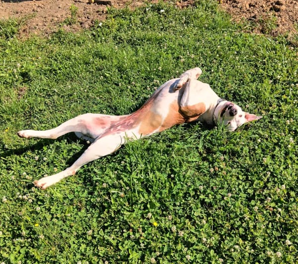 Romy, femelle, X Berger, née le 02/10/2022