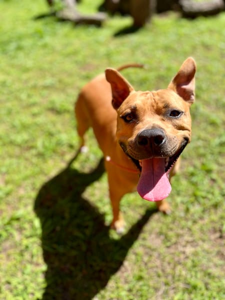 Omy, mâle croisé berger, né le 31/01/2024🐶