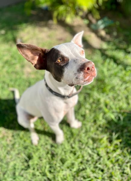 Neo, mâle croisé berger, né le 01/01/2025 🐶