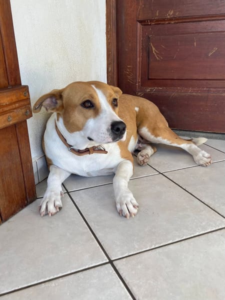 Lizzie, femelle berger, née le 14/04/2024