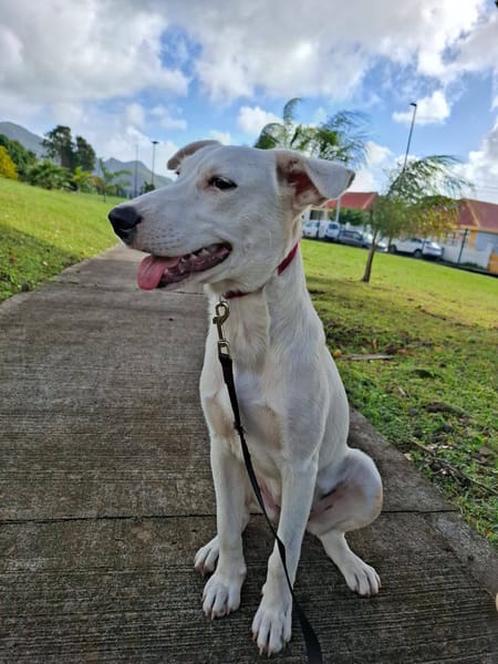 Hikari, femelle X croisé berger , née le 25/07/2025 🐶