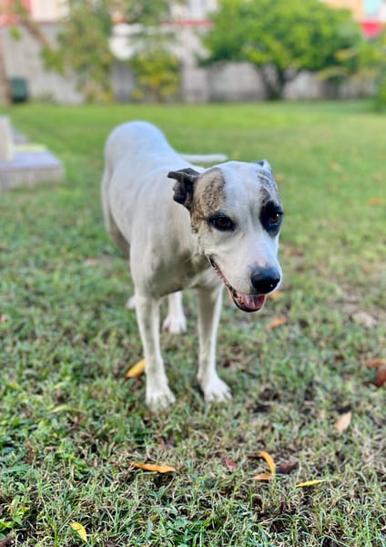 Hanae, femelle croisée berger née le 03/11/2023 🐶