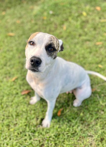 Hanae, femelle croisée berger née le 03/11/2023 🐶