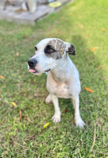 Hanae, femelle croisée berger née le 03/11/2023 🐶