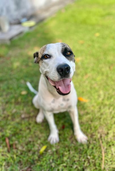 Hanae, femelle croisée berger née le 03/11/2023 🐶