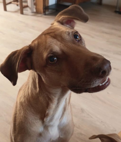 Fifi, mâle croisé berger, né le 15/06/2022 🐶