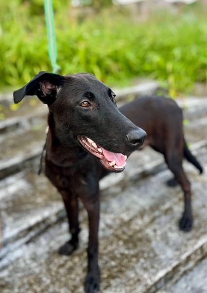 Dusty, mâle croisé berger, né le 15/06/2025 🐶
