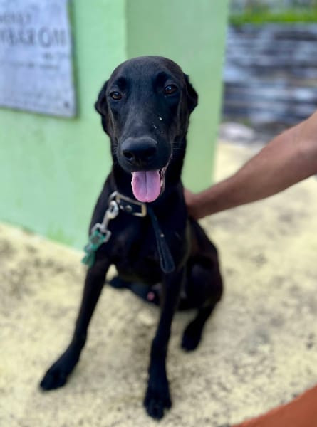 Dusty, mâle croisé berger, né le 15/06/2025 🐶