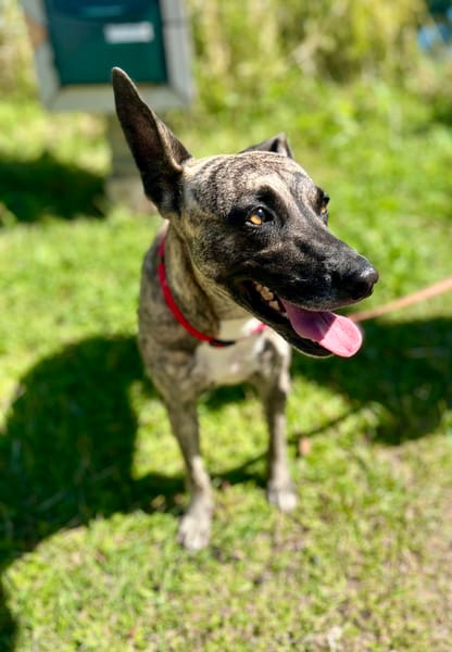 Donna, femelle, croisée berger, née le 10/09/2023