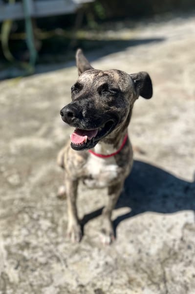 Donna, femelle, croisée berger, née le 10/09/2023