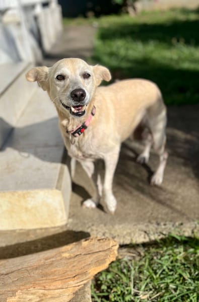 Belcha, femelle X créole née le 01/03/2013