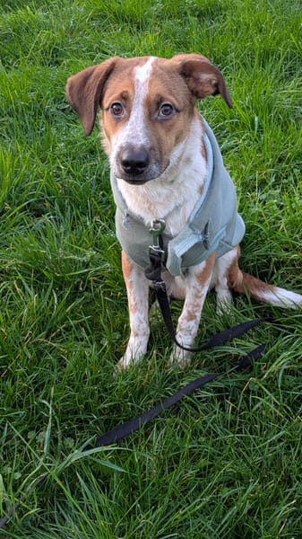 Amore, mâle X berger né le 03/05/2025