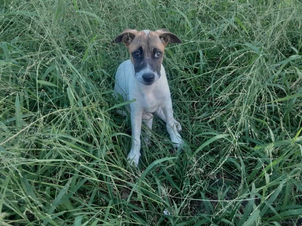 Sienna, femelle berger, née le 27/10/2025 🤍