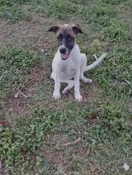 Sienna, femelle berger, née le 27/10/2025 🤍