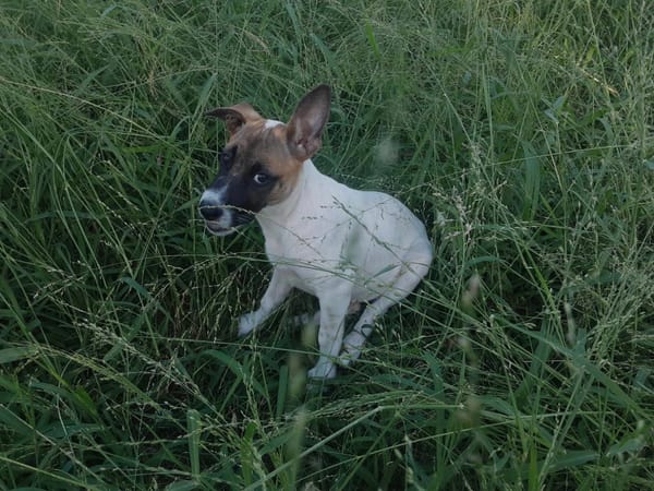 Sienna, femelle berger, née le 27/10/2025 🤍