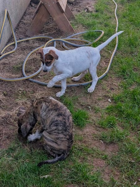 Roach, mâle X berger, né le 01/11/2025 🤍