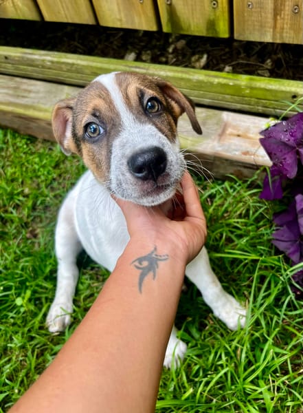 Roach, mâle X berger, né le 01/11/2025 🤍