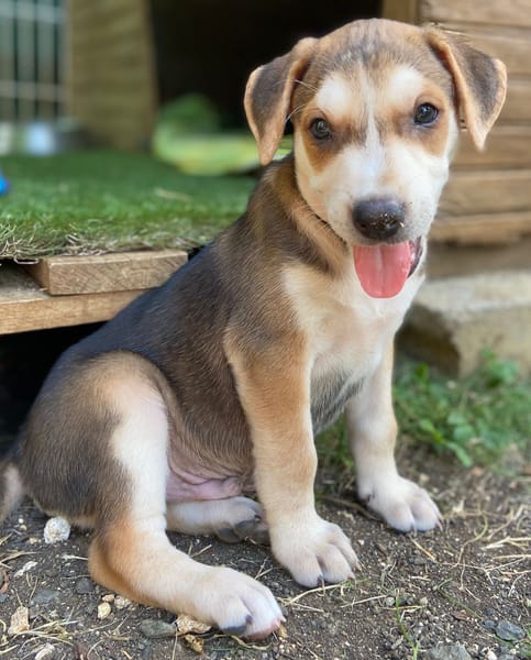 Pomerol, mâle X berger né le 25/11/2025