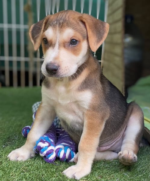 Pomerol, mâle X berger né le 25/11/2025