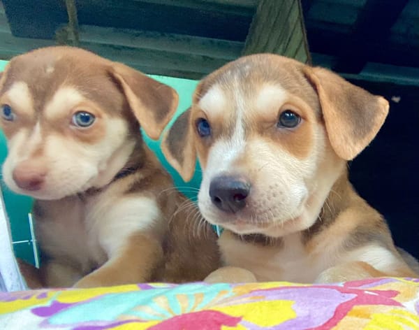 Pomerol, mâle X berger né le 25/11/2025