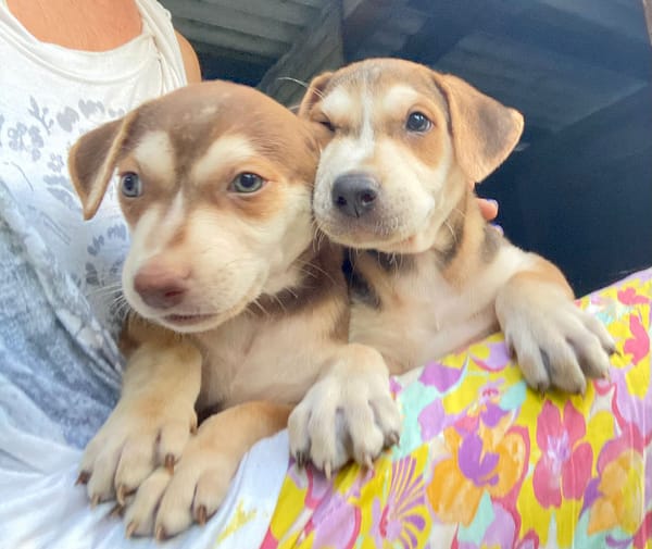 Pomerol, mâle X berger né le 25/11/2025