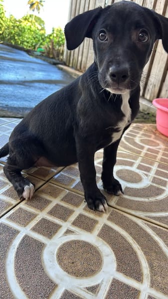 Isis, femelle croisée berger, née le 06/11/2025 🤍