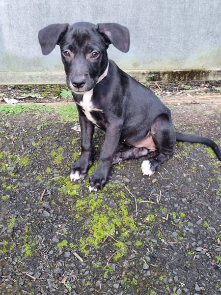 Isis, femelle croisée berger, née le 06/11/2025 🤍