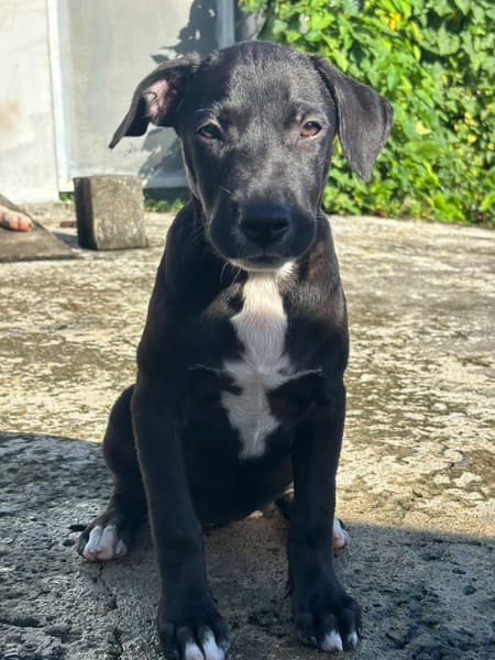 Isis, femelle croisée berger, née le 06/11/2025 🤍