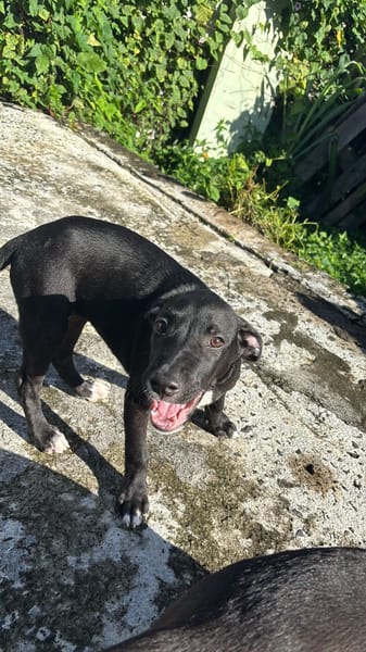 Isis, femelle croisée berger, née le 06/11/2025 🤍