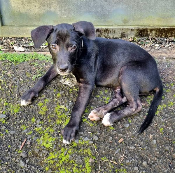 Isis, femelle croisée berger, née le 06/11/2025 🤍