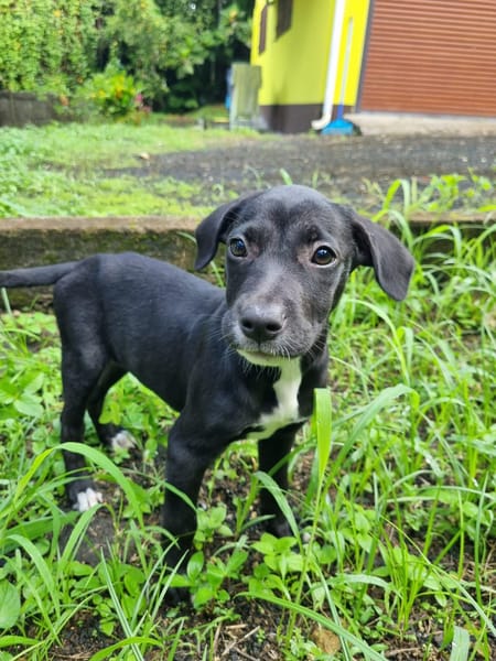 Isis, femelle croisée berger, née le 06/11/2025 🤍
