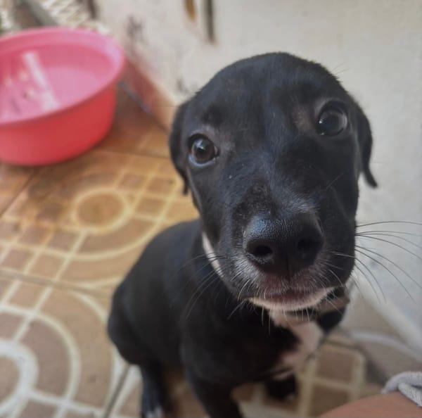 Isis, femelle croisée berger, née le 06/11/2025 🤍