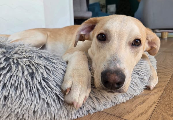 Grenache, mâle berger, né le 14/07/2025 🐶