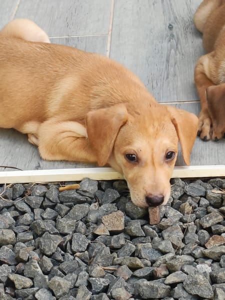 🐾Chablis, femelle X berger née le 20/11/2025