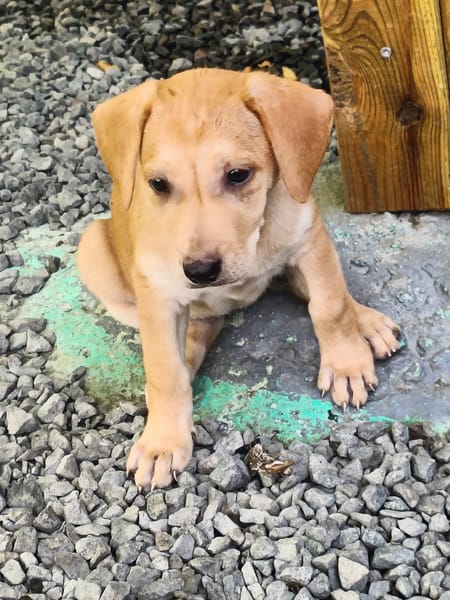 🐾Chablis, femelle X berger née le 20/11/2025