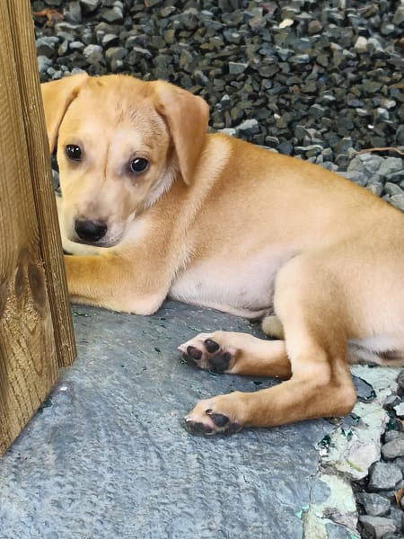 🐾Chablis, femelle X berger née le 20/11/2025