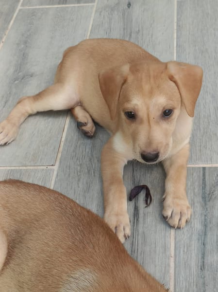 🐾Chablis, femelle X berger née le 20/11/2025