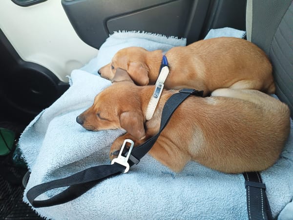 🐾Chablis, femelle X berger née le 20/11/2025