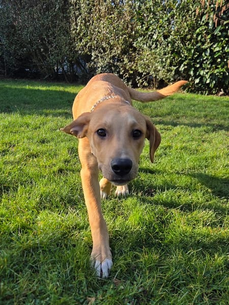 Carignan, mâle X berger né le 14/07/2025