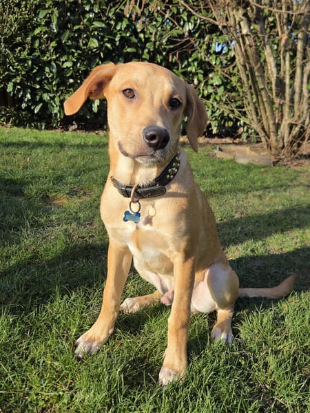 Carignan, mâle X berger né le 14/07/2025