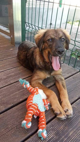 Azzura, femelle X berger née le 04/07/2025