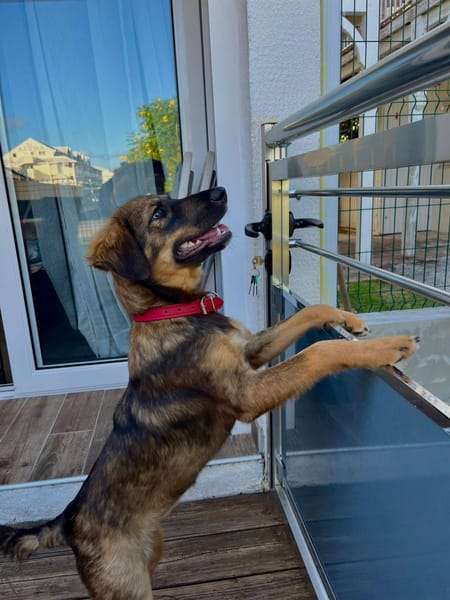 Azzura, femelle X berger née le 04/07/2025