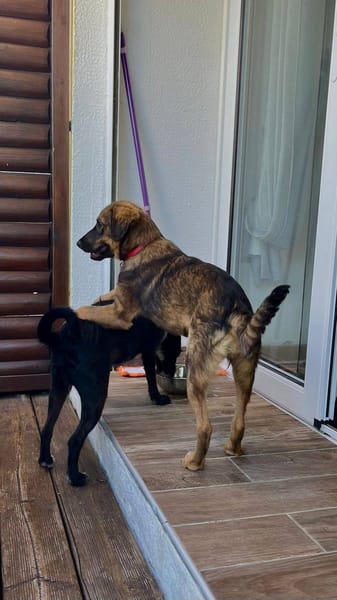 Azzura, femelle X berger née le 04/07/2025