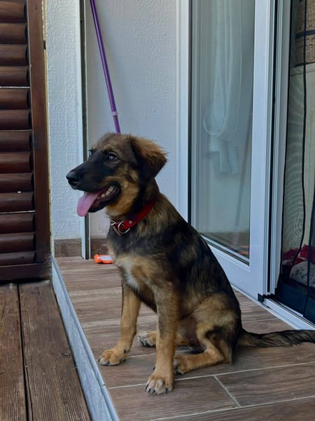 Azzura, femelle X berger née le 04/07/2025